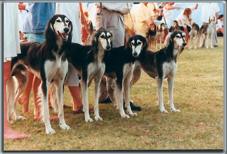 Calif, Aqila, Duwaliya & Bikri, Skokloster