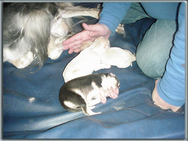 puppies 2 days old